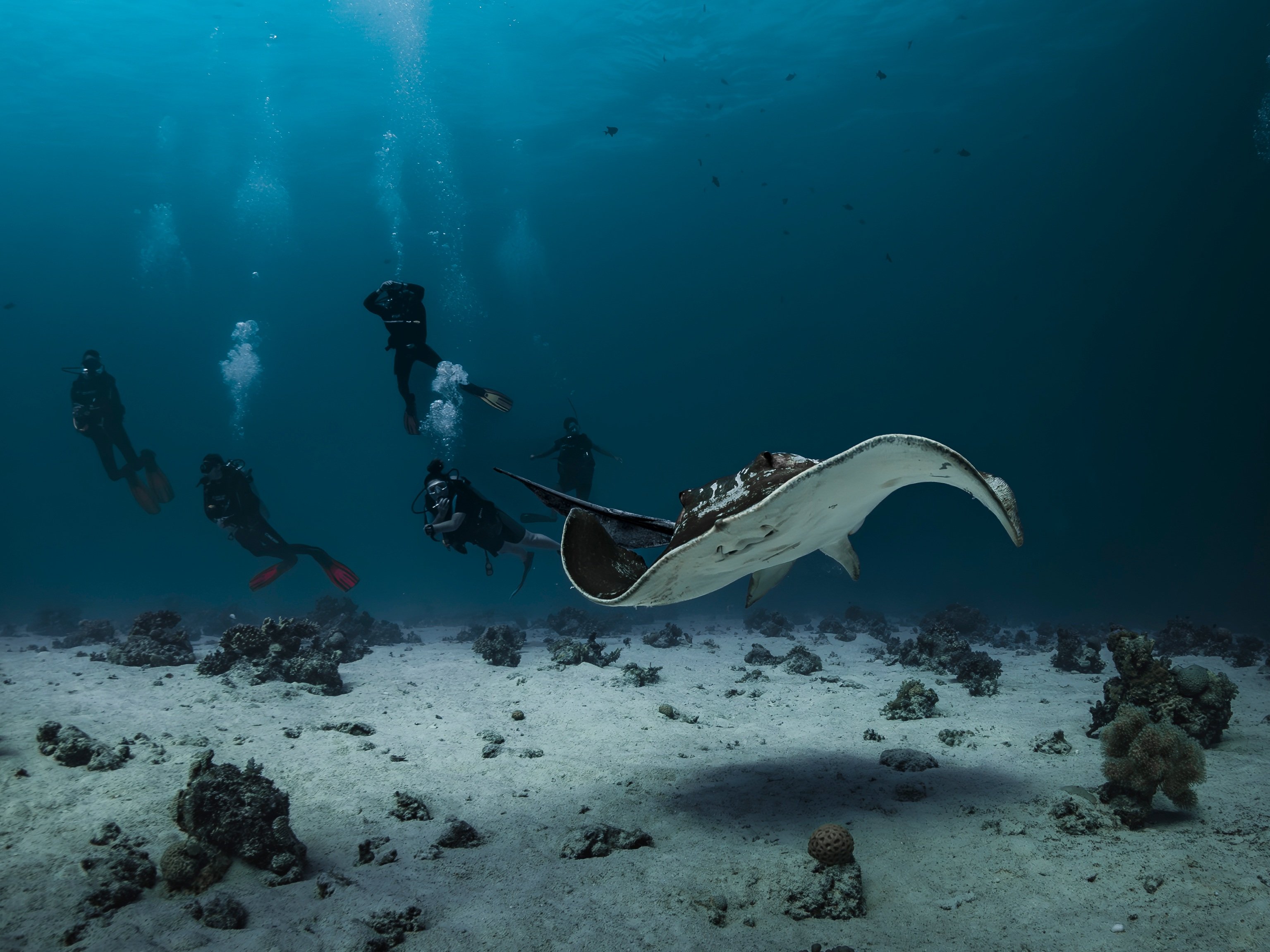 Plong&eacute;e avec une raie